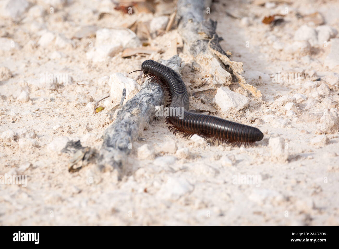 Un centipede (Archispirostreptus gigas) marcher sur le terrain, Etosha, Namibie, Afrique Banque D'Images