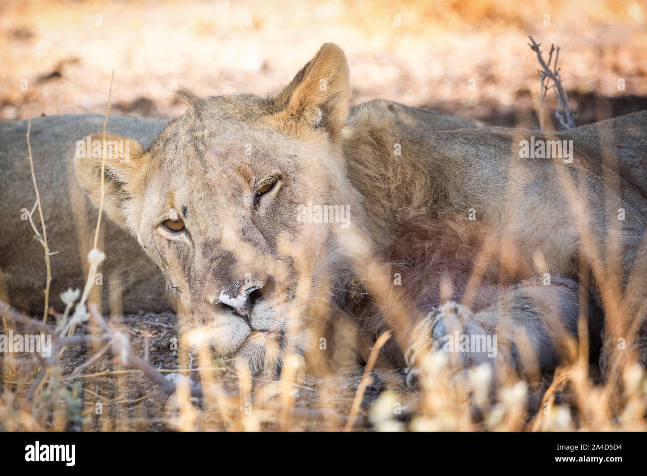 Close up de réveiller le lion, Etosha, Namibie, Afrique Banque D'Images