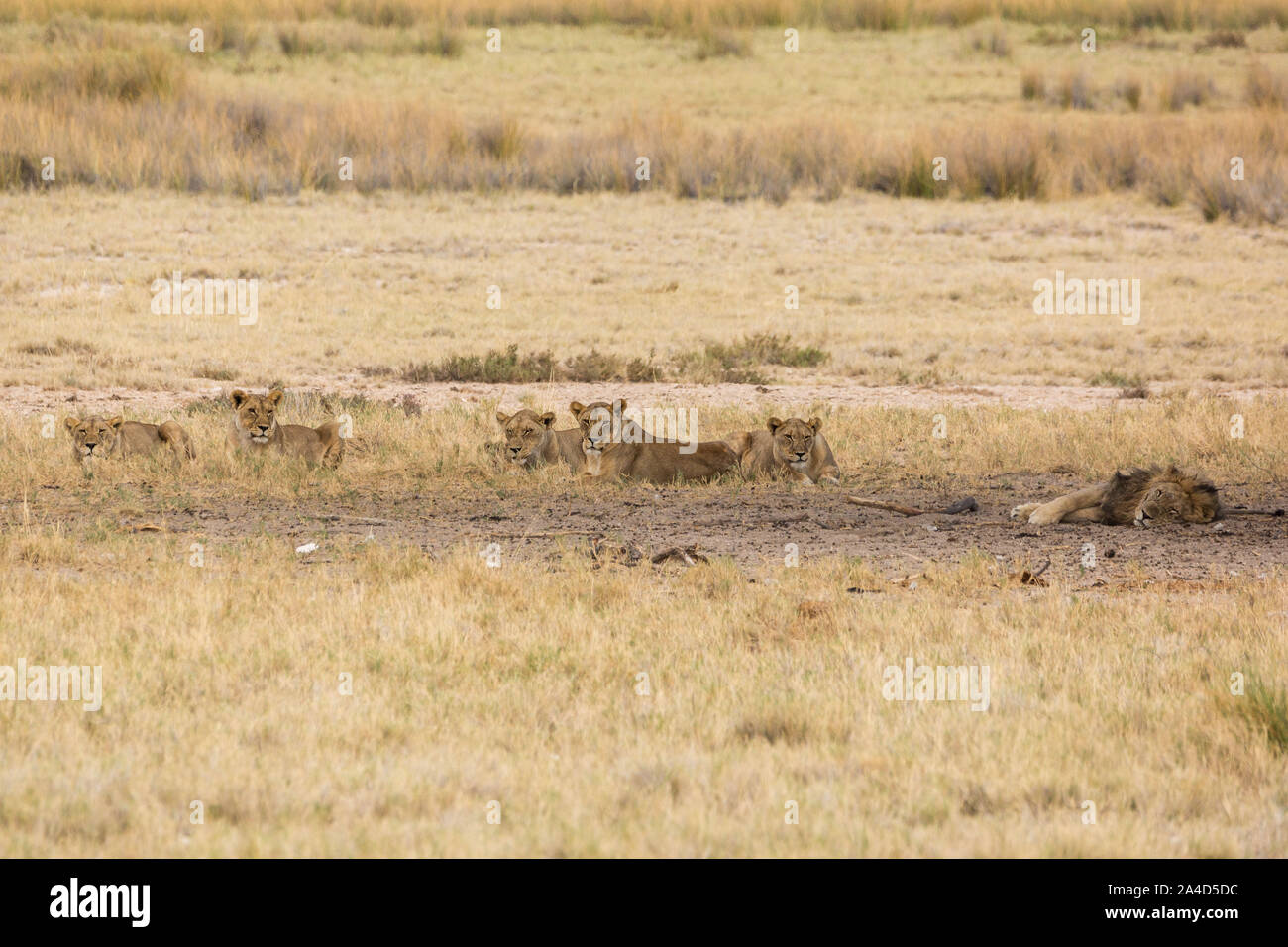 Un pack de lions femelle est assis dans l'ombre à attendre, un mâle Lion dort, Etosha, Namibie, Afrique Banque D'Images