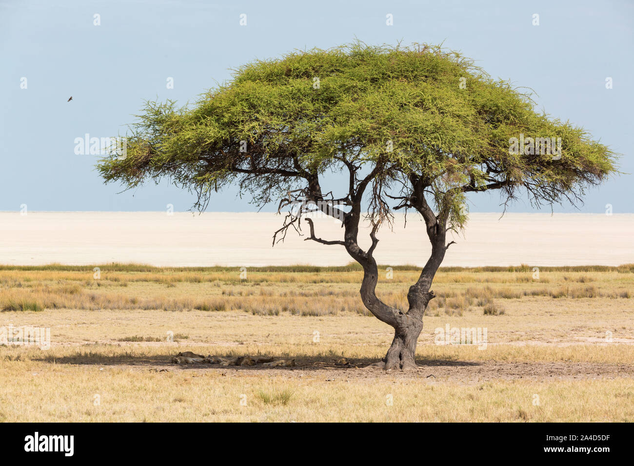 Grand arbre d'acacia avec une meute de lions dans l'ombre et l'Etosha en arrière-plan, Etosha, Namibie, Afrique Banque D'Images