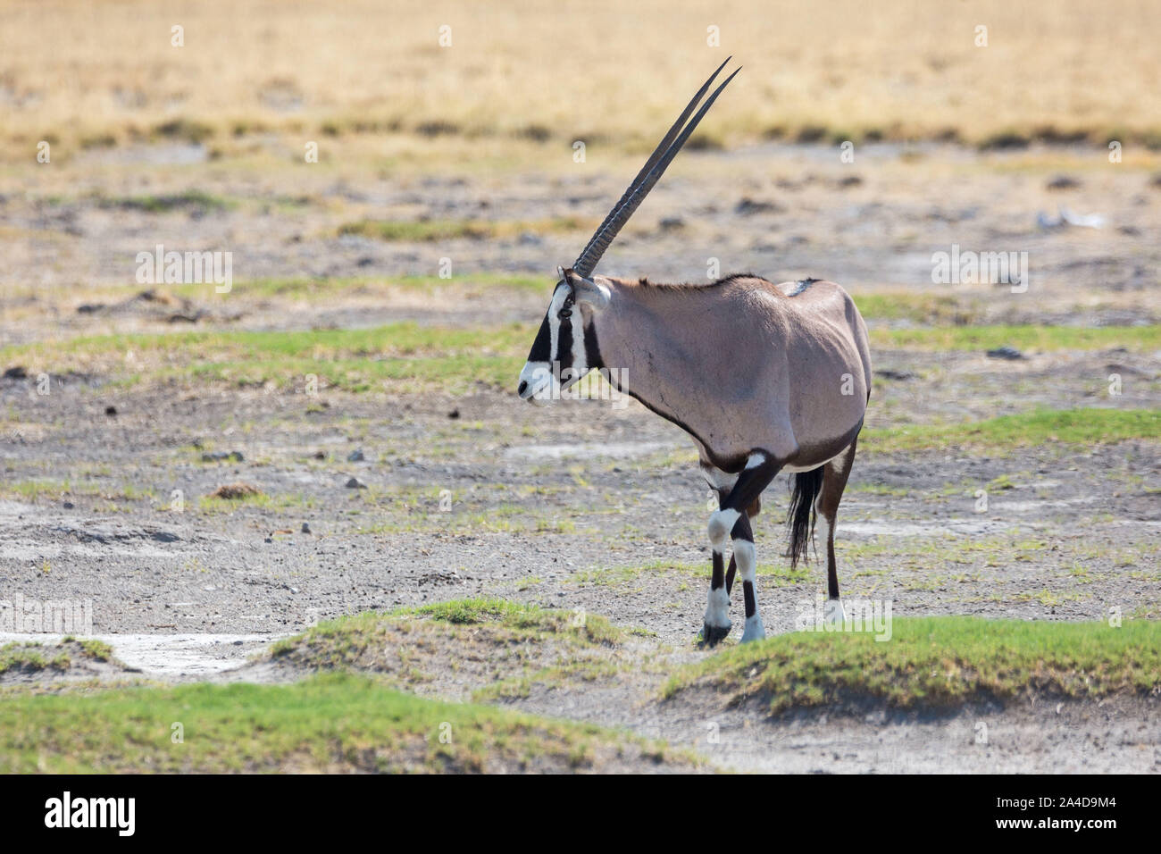 Seul oryx marche à travers la steppe, Etosha, Namibie, Afrique Banque D'Images