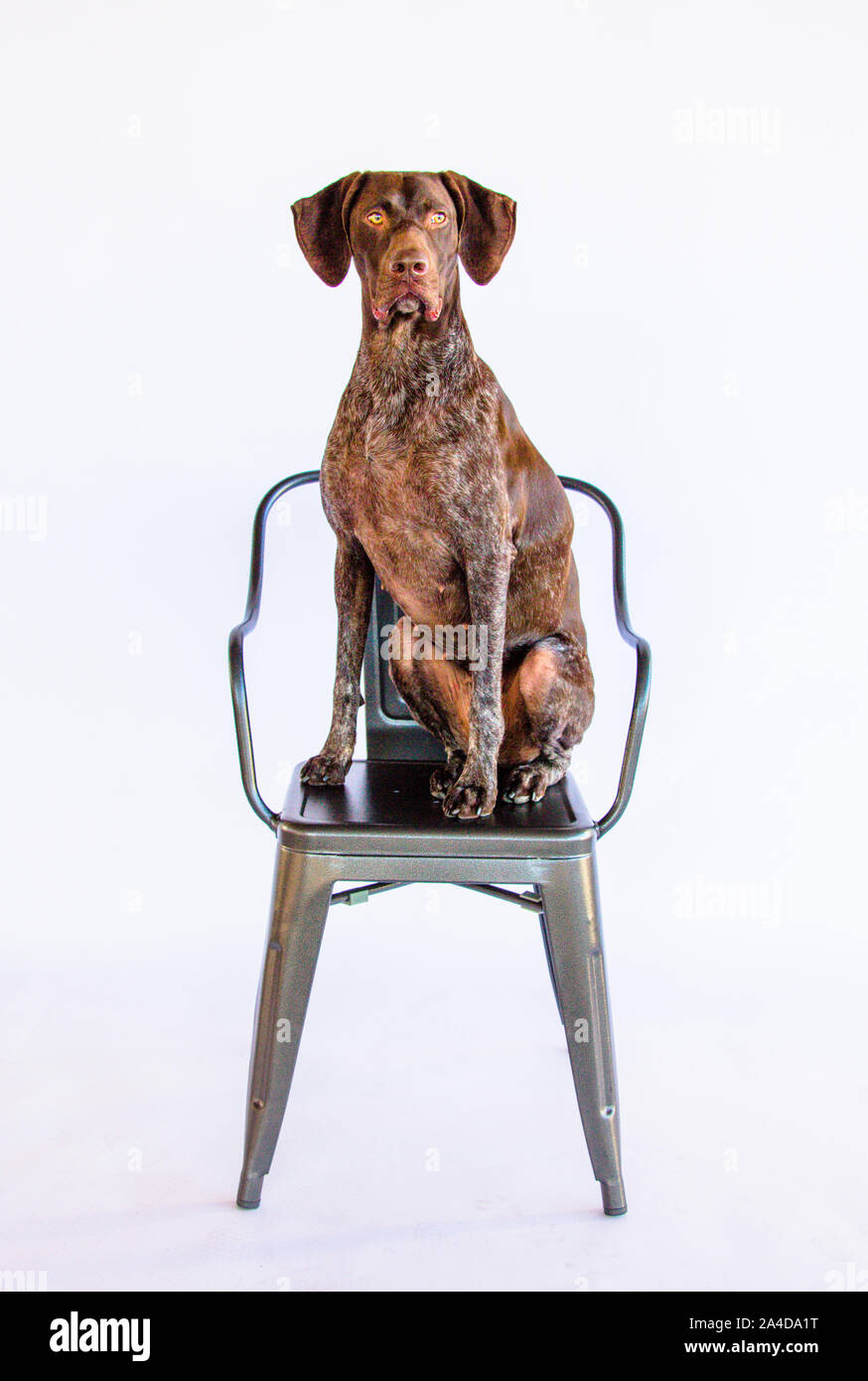 German short-haired pointer assis sur une chaise Banque D'Images