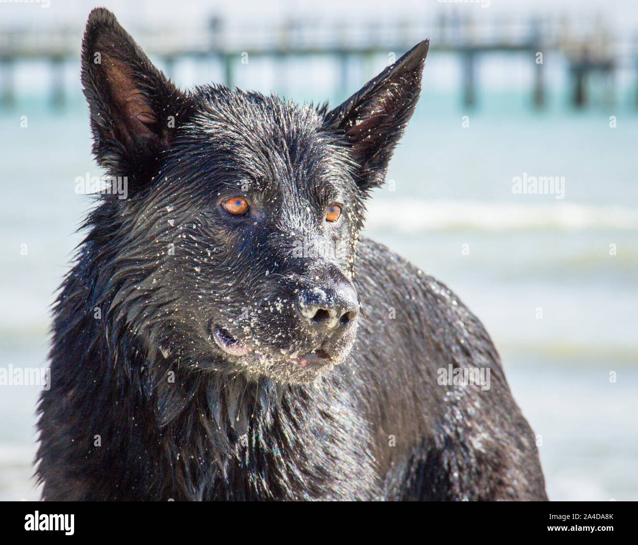 Berger Allemand humide standing on beach couvrant en sable, United States Banque D'Images