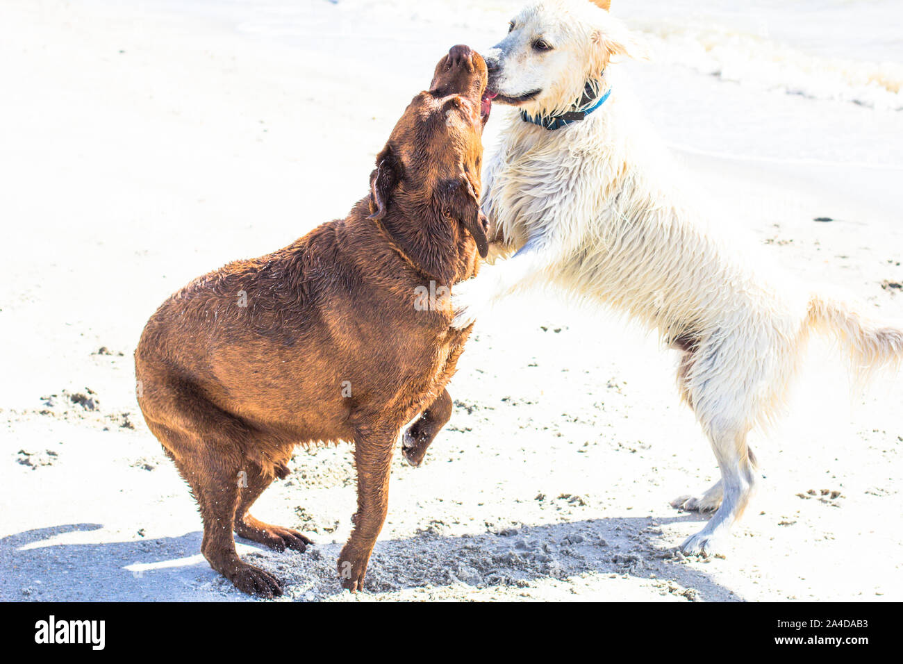 Chocolate labrador et golden retriever puppy playing on beach, United States Banque D'Images