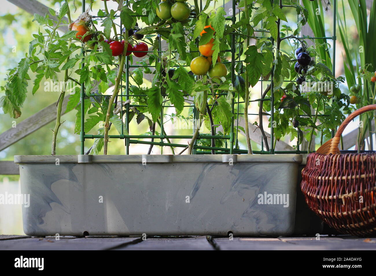 Jardinage légumes de conteneurs. Jardin potager sur une terrasse. Rouge, orange, jaune, noir dans un récipient de plus en plus des tomates Banque D'Images