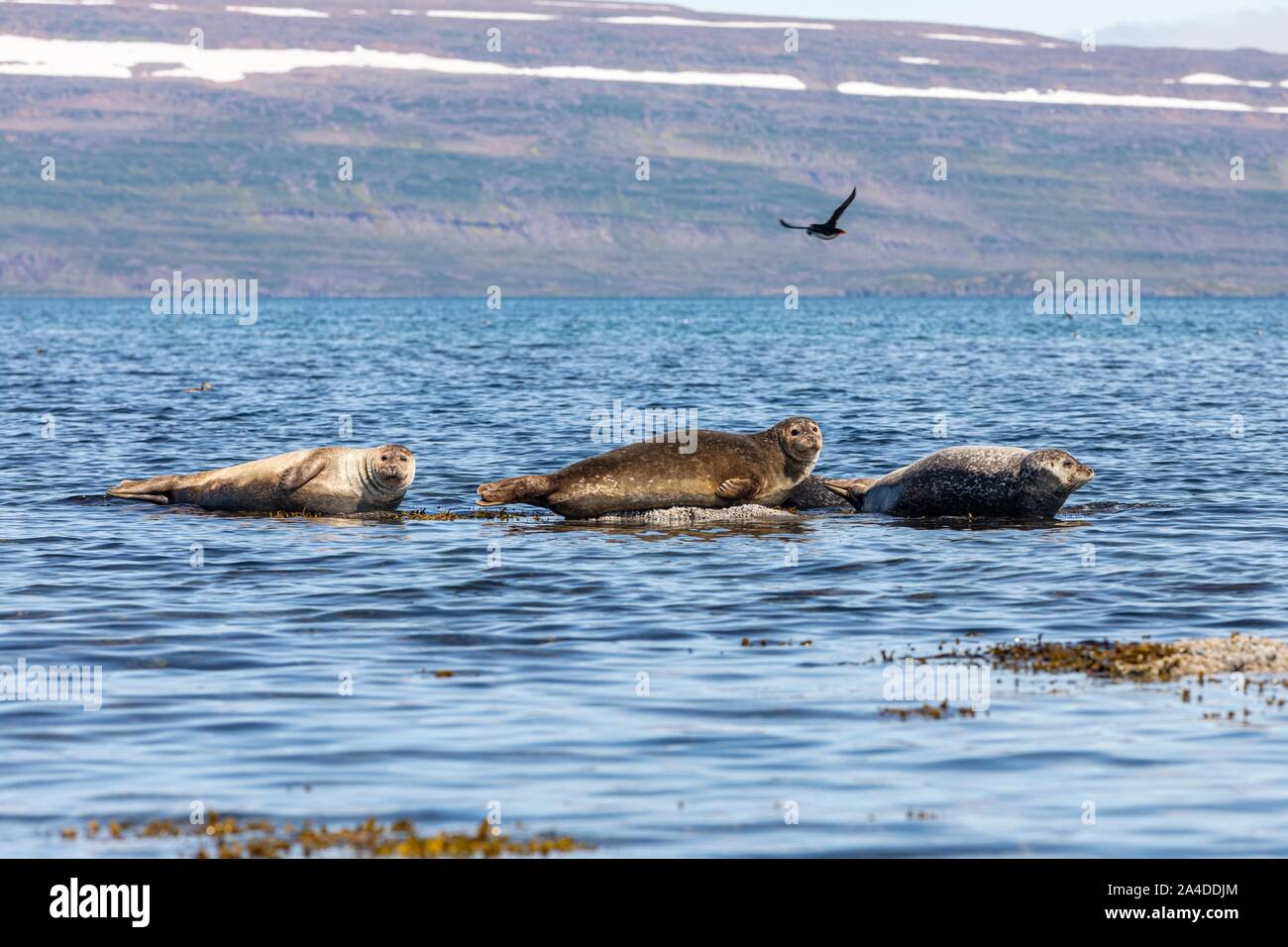 Les phoques EN FACE DE L'ÎLE DE VIGUR, SEABIRD SANCTUARY, ISAFJARDARJUP FJORD, ISLANDE, EUROPE Banque D'Images