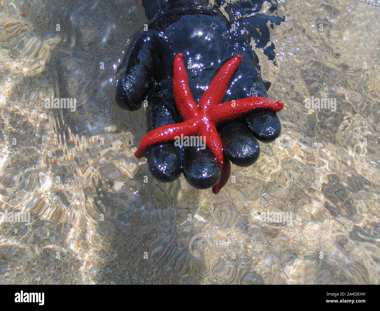 Main humaine dans une combinaison isothermique glove tenant une étoile de mer rouge en Méditerranée, Italie Banque D'Images