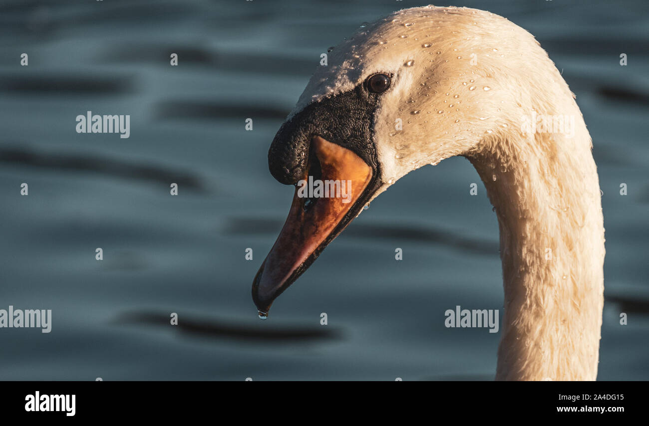 Close-up of a Swan's head, Richmond Park, Londres, Royaume-Uni Banque D'Images