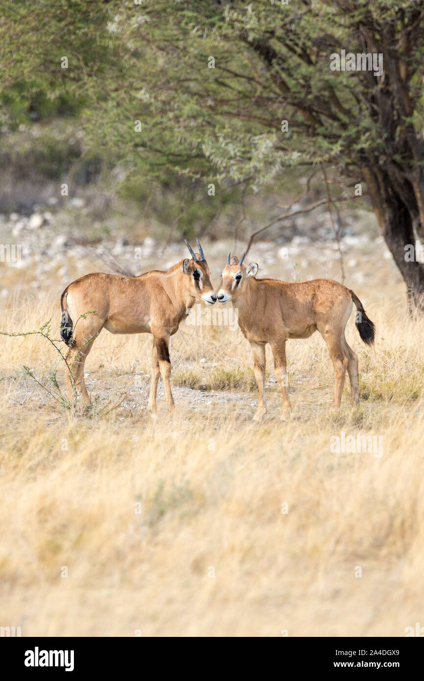Deux jeunes antilopes oryx debout dans l'herbe, Etosha, Namibie, Afrique Banque D'Images