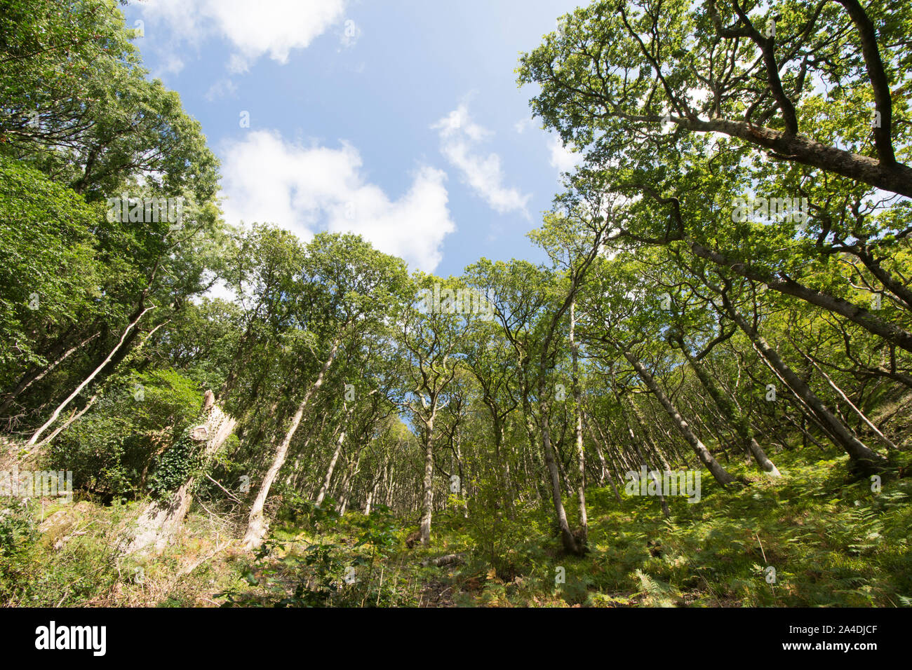 Bois de chêne sessile, Quercus petraea, East Lyn river woodland walk, Lynmouth, Devon, UK, Septembre Banque D'Images
