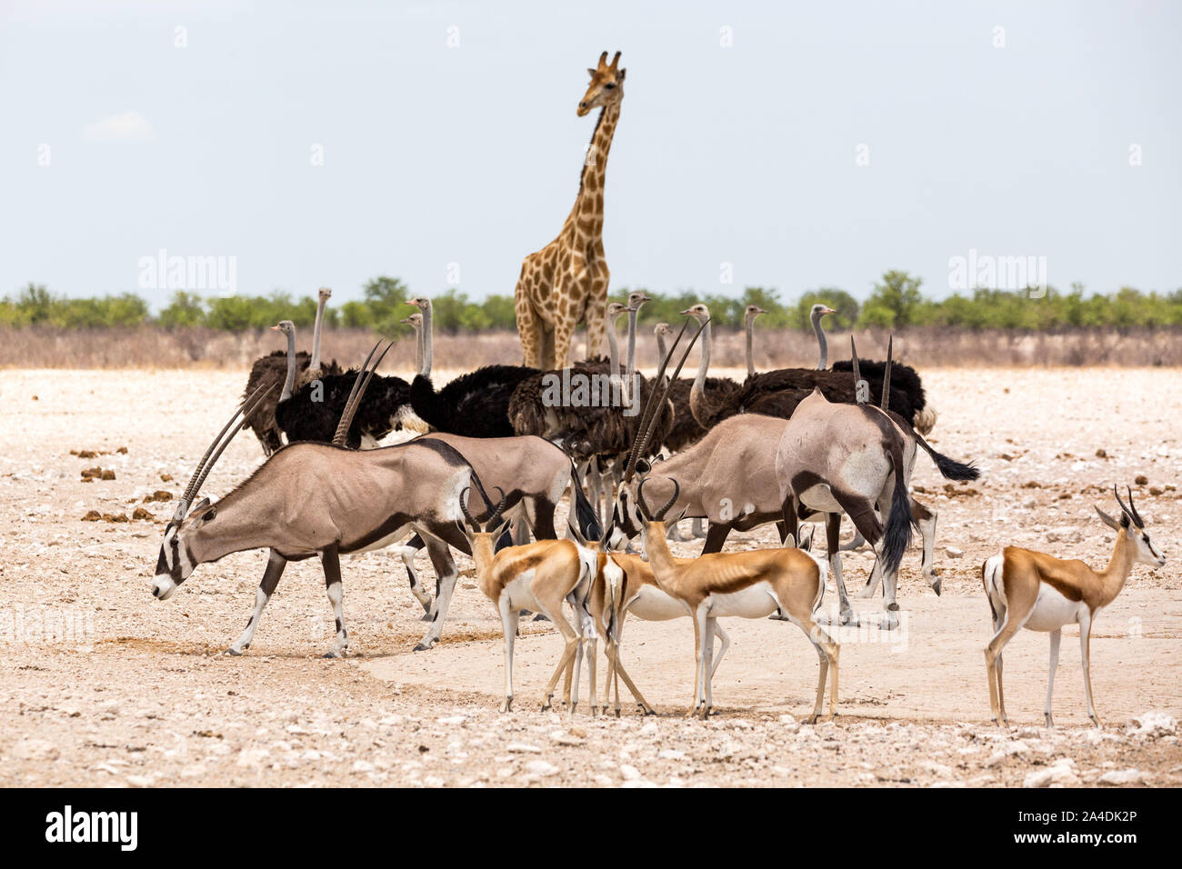 La faune sauvage du Parc National d'Etosha, Etosha, Namibie, Afrique Banque D'Images