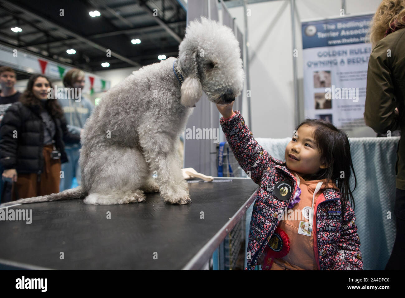 La découverte de l'exposition du Club Canin Chiens à Excel London, UK. Photo montre un enfant de caresser un Bedlington Terrier dans un des stands de découverte. Banque D'Images