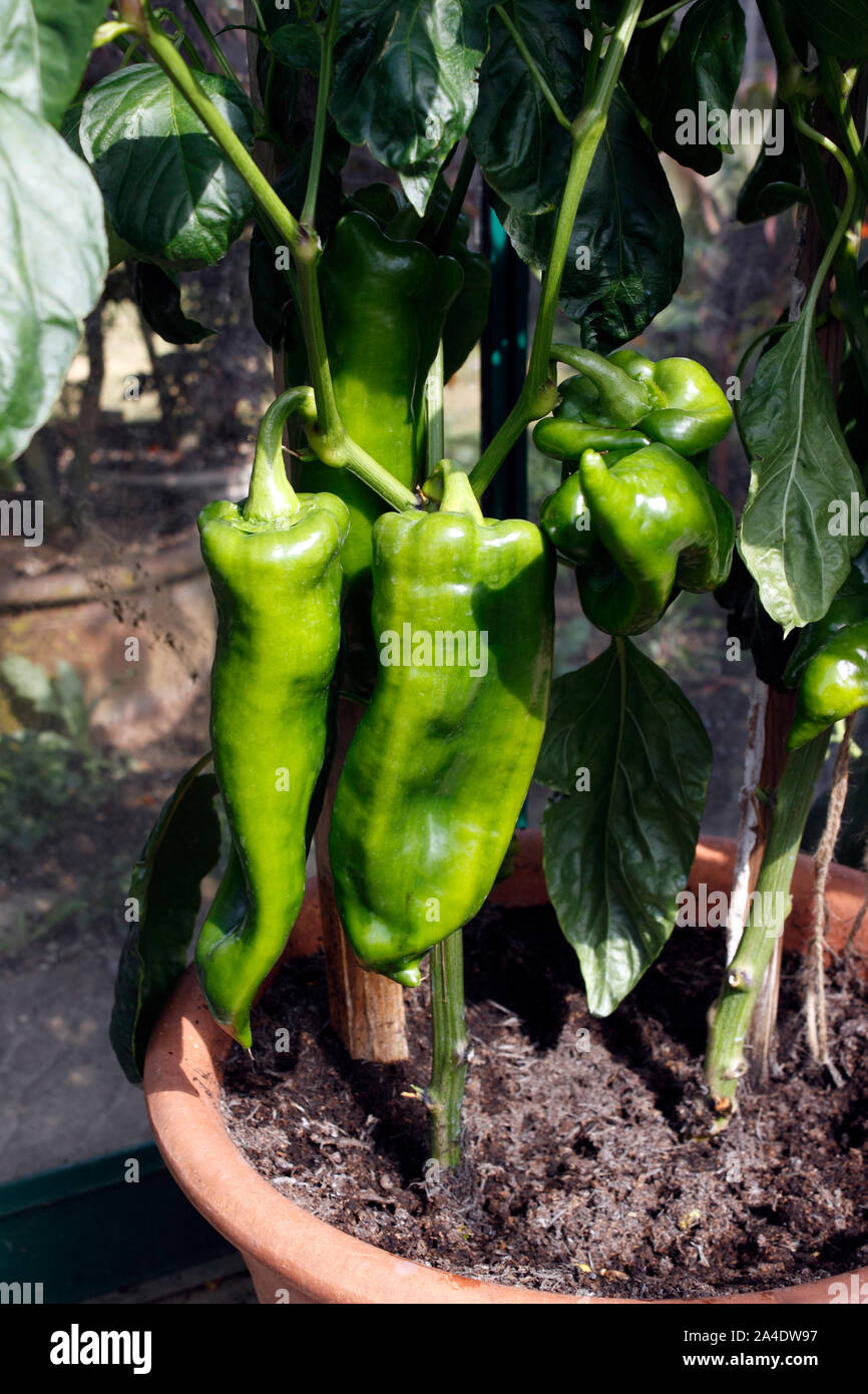 Les poivrons DANS DES POTS DE PLUS EN PLUS ROMANO Banque D'Images