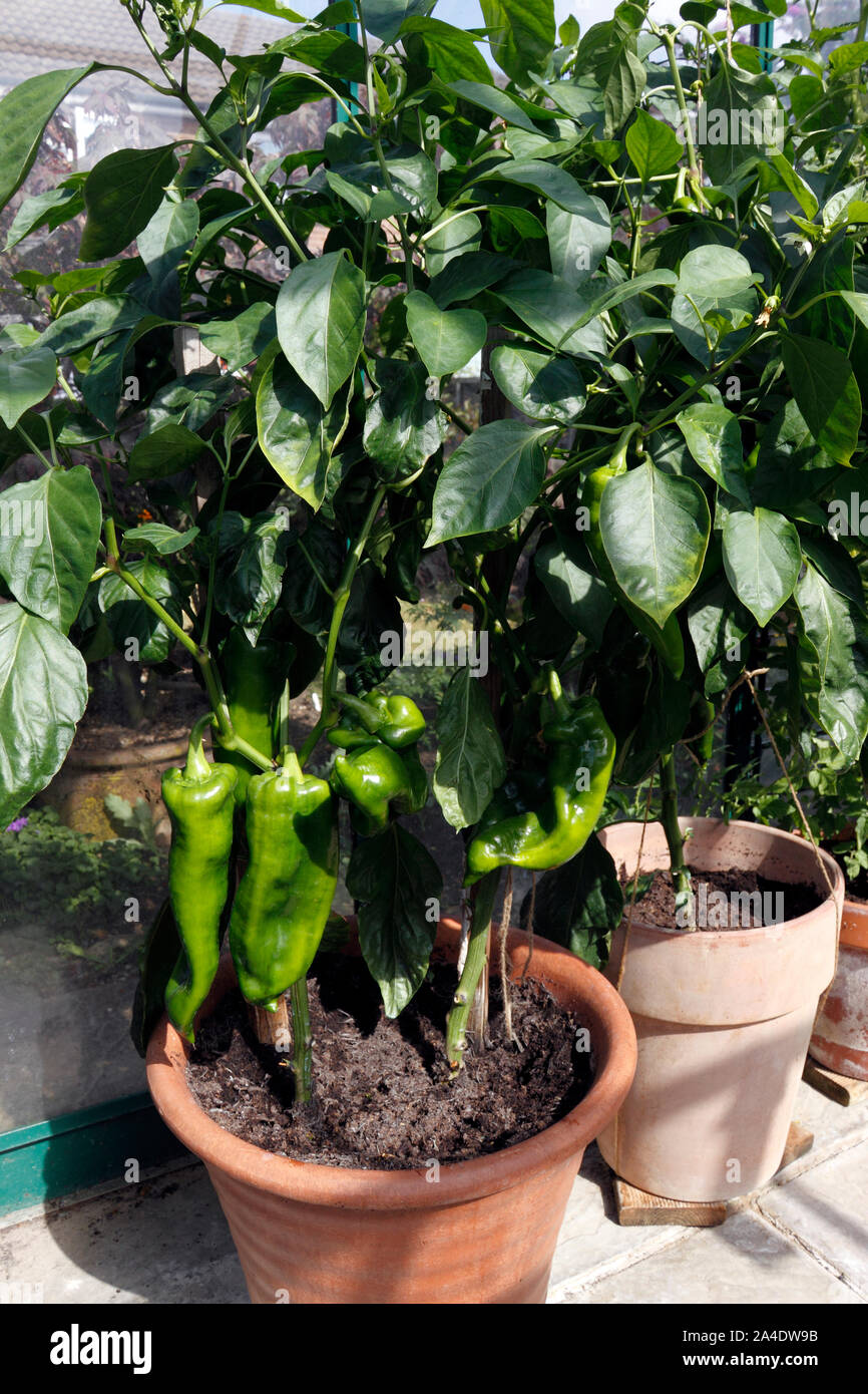 Les poivrons DANS DES POTS DE PLUS EN PLUS ROMANO Banque D'Images