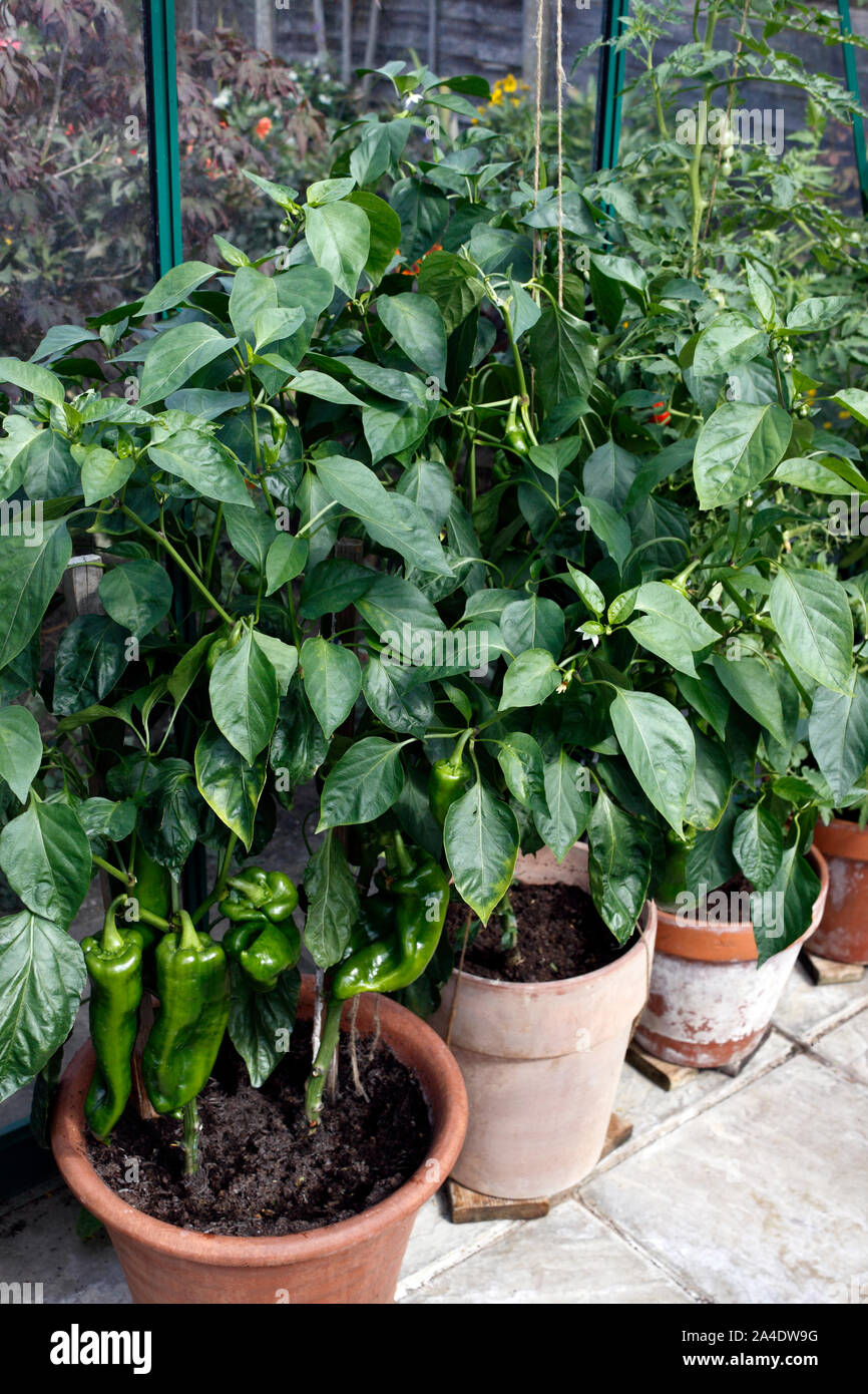 Les poivrons DANS DES POTS DE PLUS EN PLUS ROMANO Banque D'Images