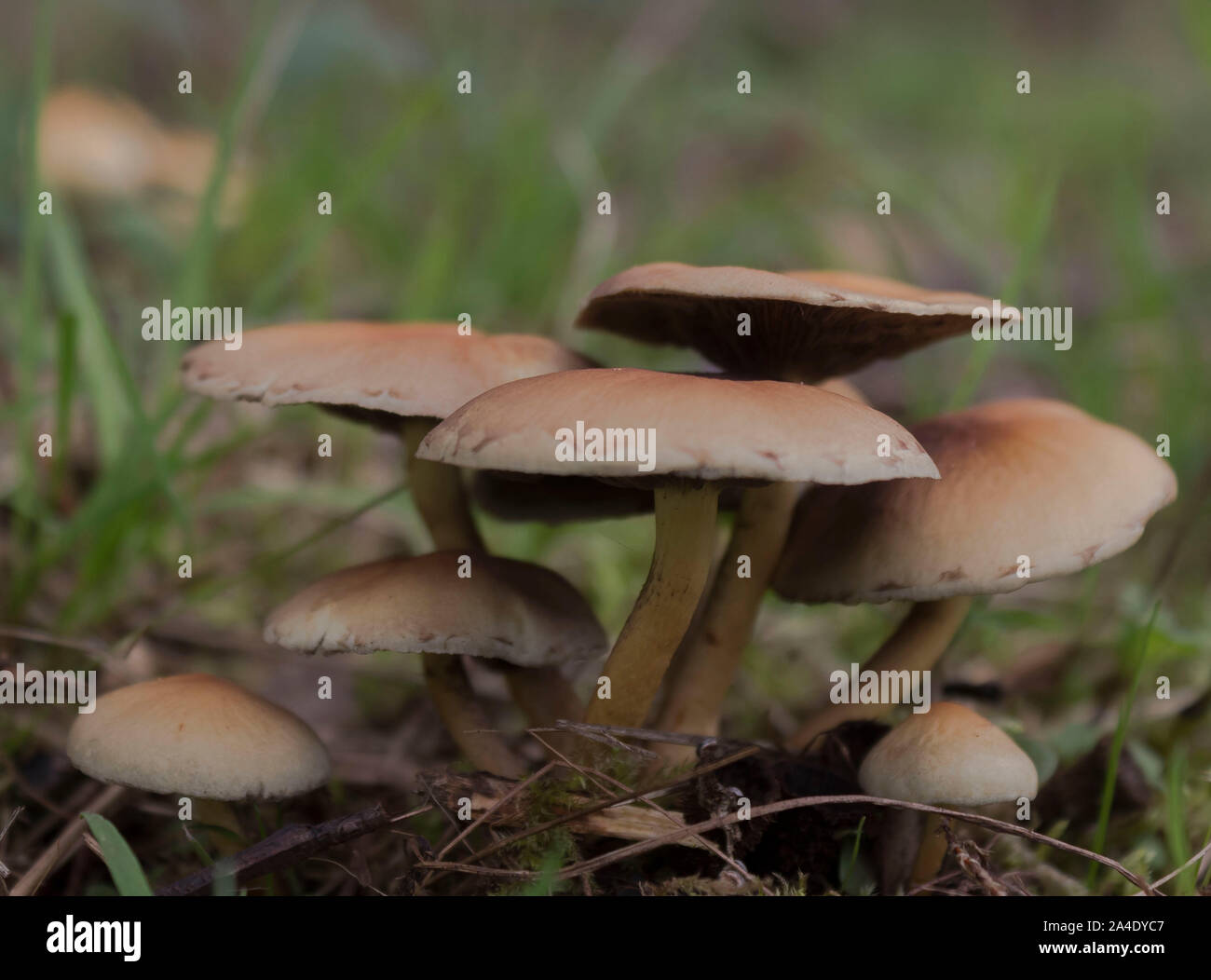 Champignons de saison Banque D'Images