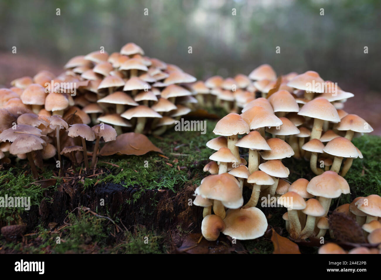 Soufre toxiques champignons touffe sur une souche d'arbre en décomposition dans les Pays-Bas Banque D'Images