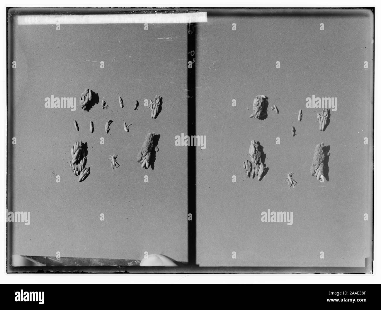 Le terrible fléau des sauterelles en Palestine, mars-juin 1915. Cartouches d'oeufs et les jeunes criquets juste éclos. Banque D'Images