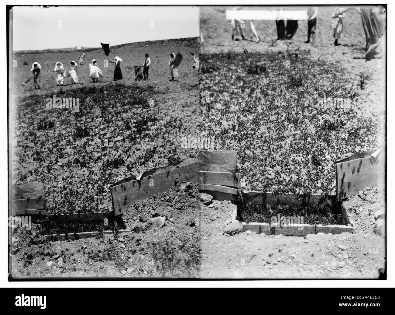 Le terrible fléau des sauterelles en Palestine, mars-juin 1915. Les criquets dans le piège. Banque D'Images