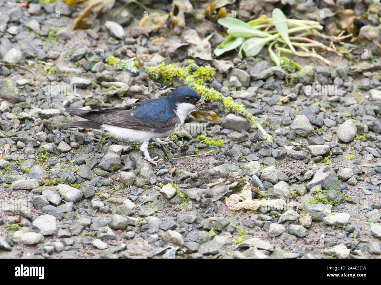 (Delichon urbicum) avec de la boue pour la construction du nid, Dyfed, Pays de Galles. Un pou parasite-fly (Crataerina hirundinis) peut être vu sur le dos de l'oiseau. Banque D'Images