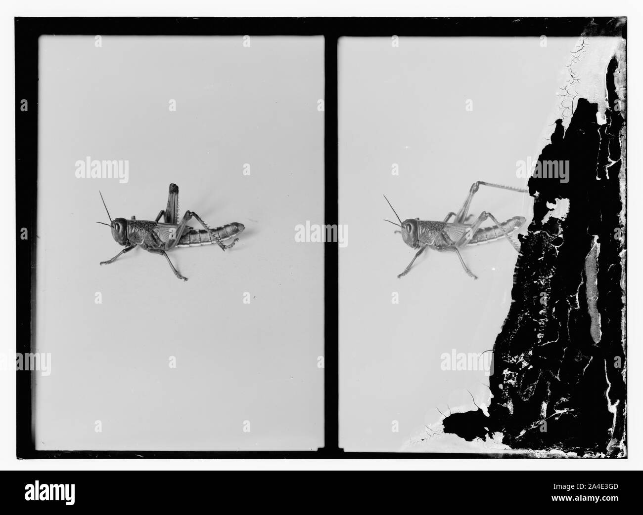 Le terrible fléau des sauterelles en Palestine, mars-juin 1915. La sauterelle, la plus dévastatrice de l'étape de la vie Banque D'Images