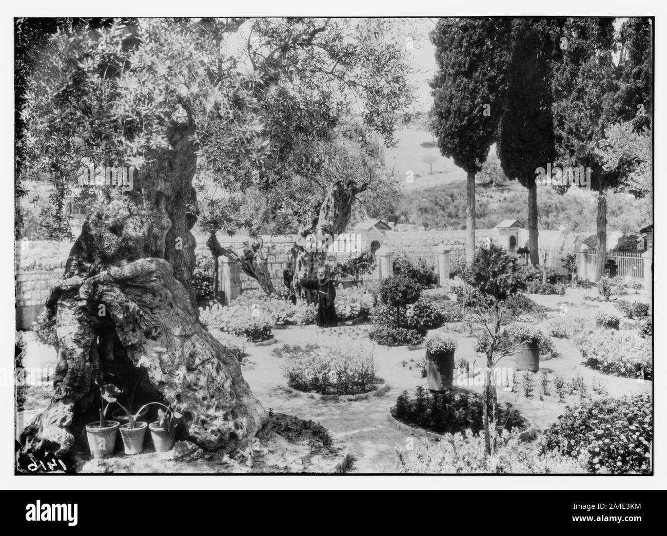 Le terrible fléau des sauterelles en Palestine, mars-juin, 1915. Jardin de Gethsémani Banque D'Images