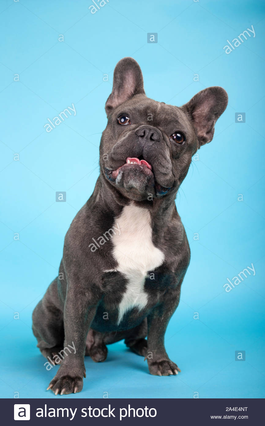 White Bulldog Sitting On Blue Photos White Bulldog Sitting