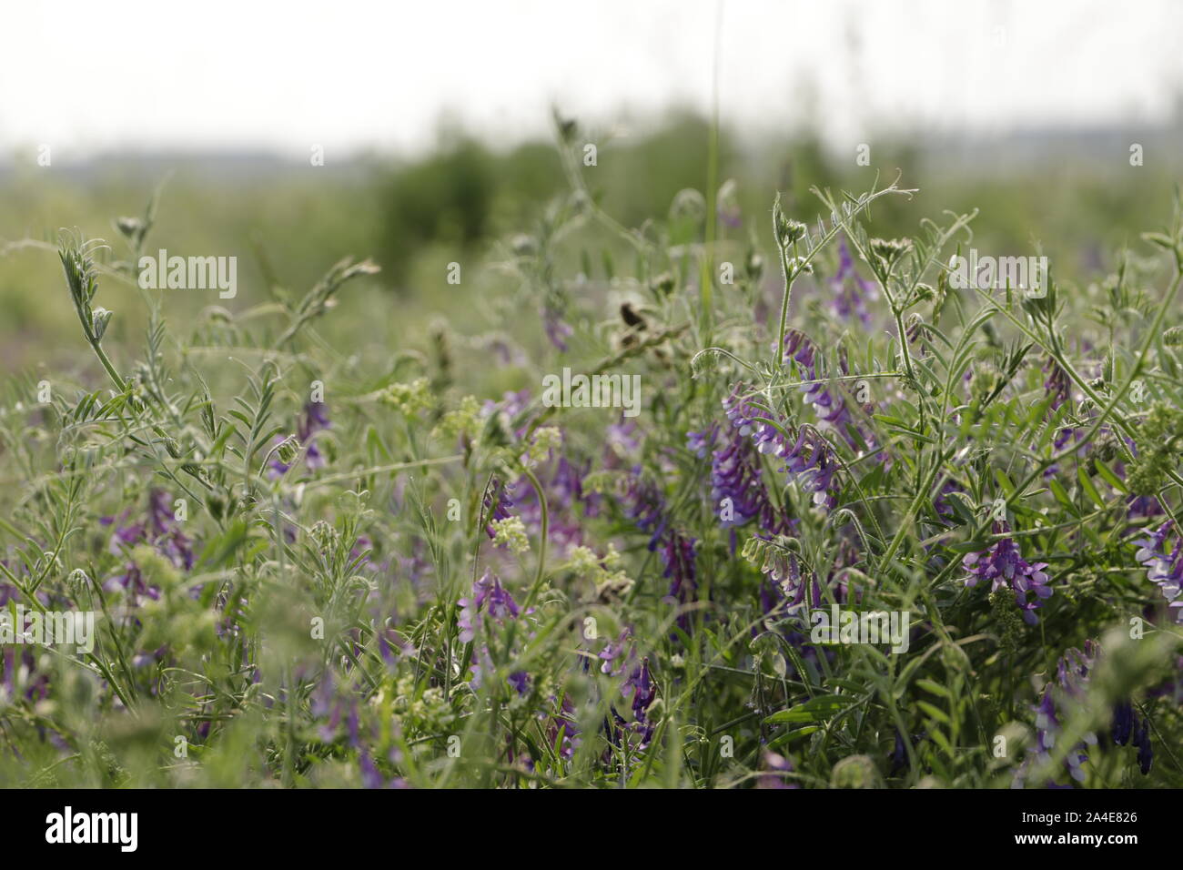 Vicia cracca vesce jargeau ou une jolie fleur bleue Banque D'Images