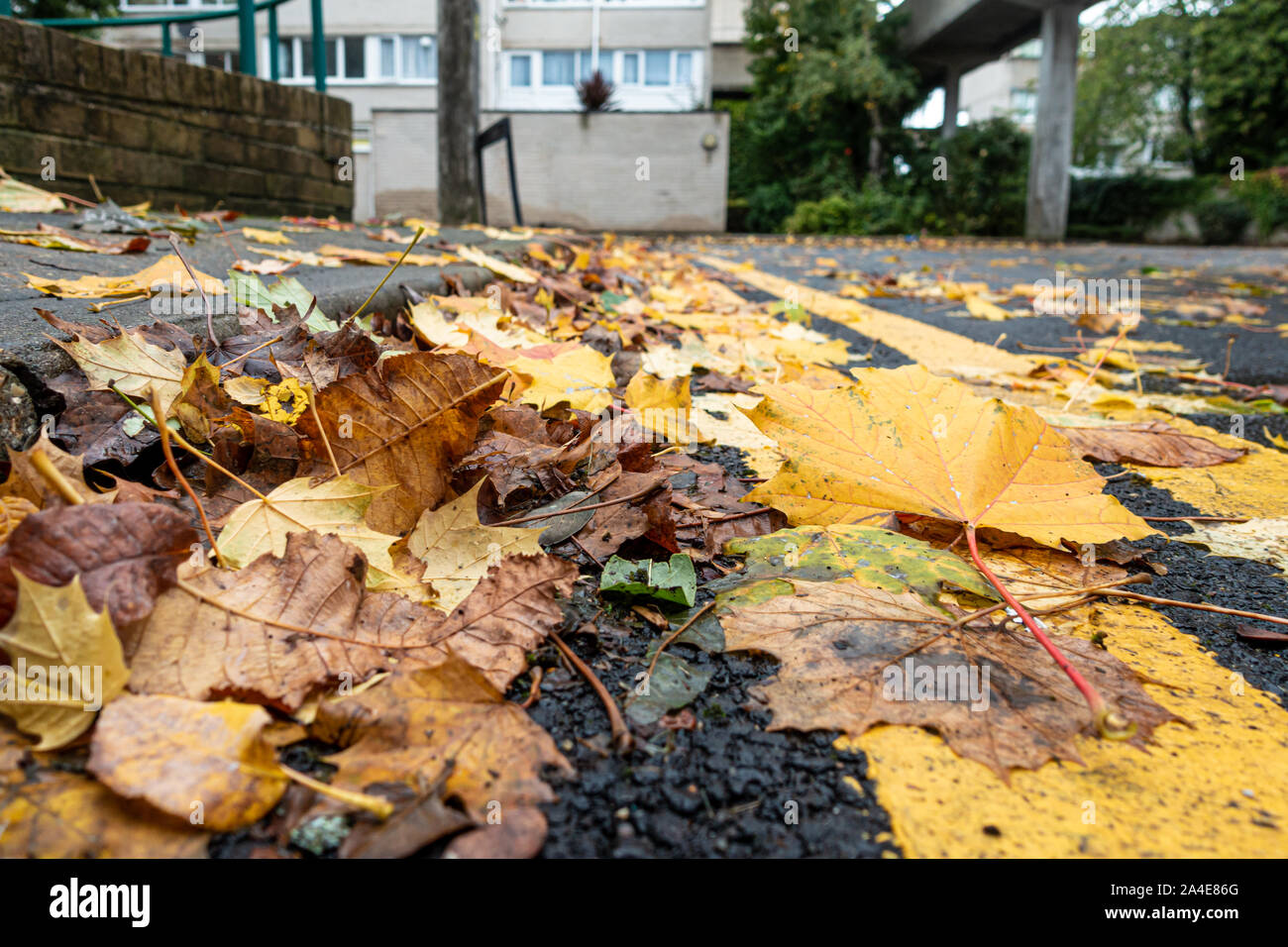 Les feuilles d'automne se trouvent à la bordure au bord de la route en partie double obscurcissant lignes jaunes. Banque D'Images