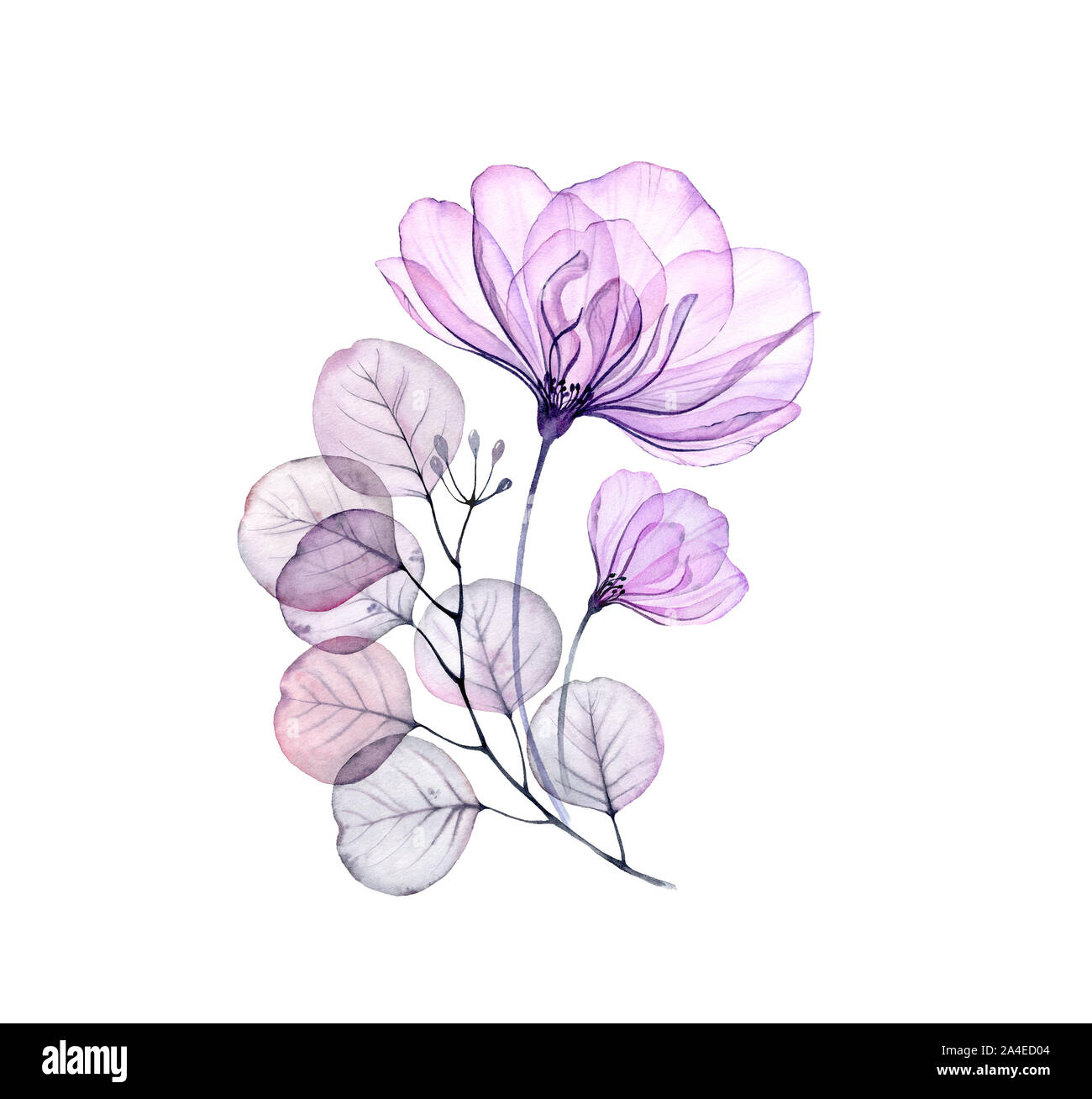 Transparent Rose Jeu de grandes fleurs violet réaliste, petit bourgeon,  feuilles, branches. Vintage isolés à un arrangement en gris pastel, violet,  violet pour Photo Stock - Alamy