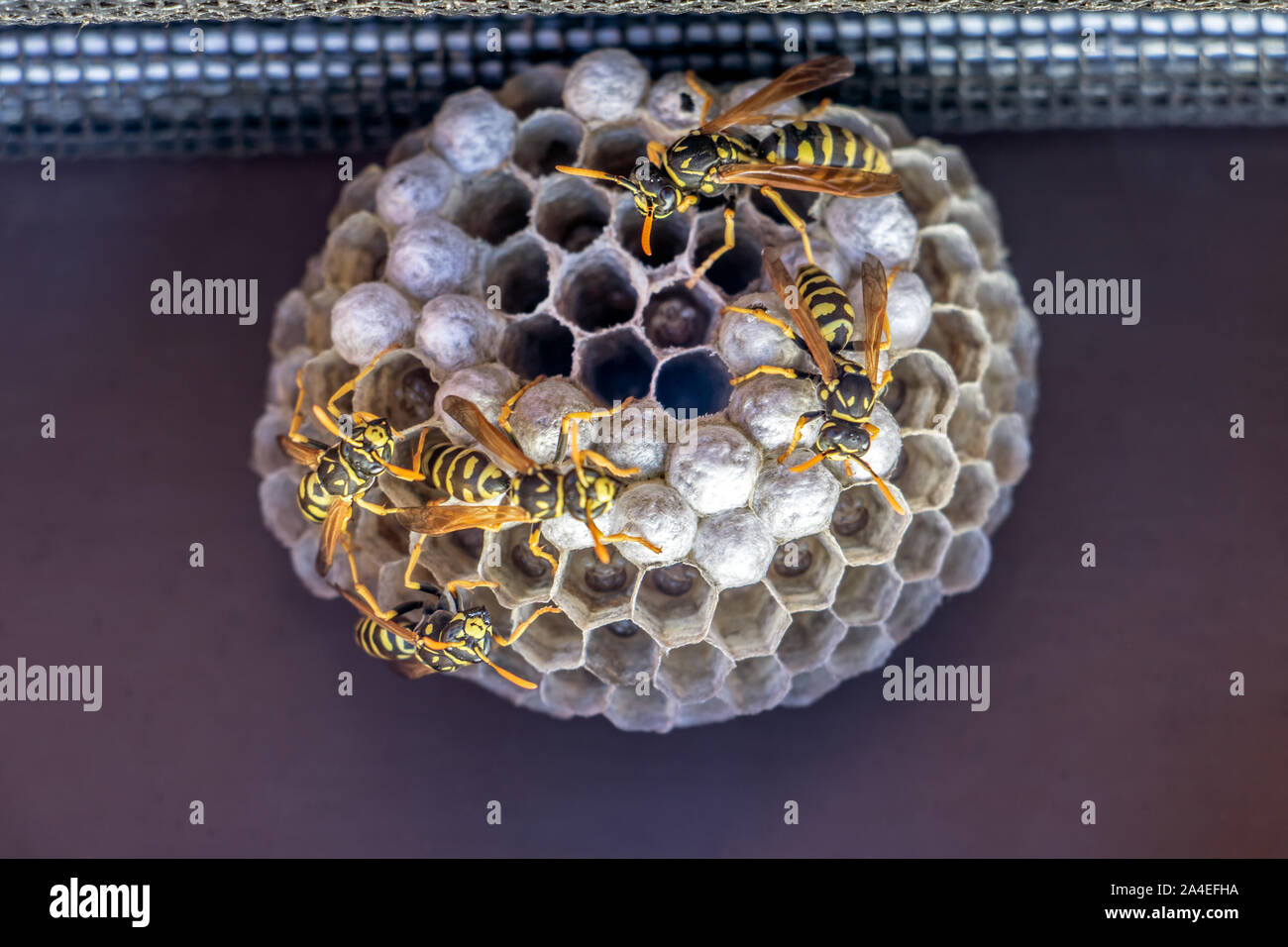 Larves De Guêpes Banque d'image et photos Alamy — free download