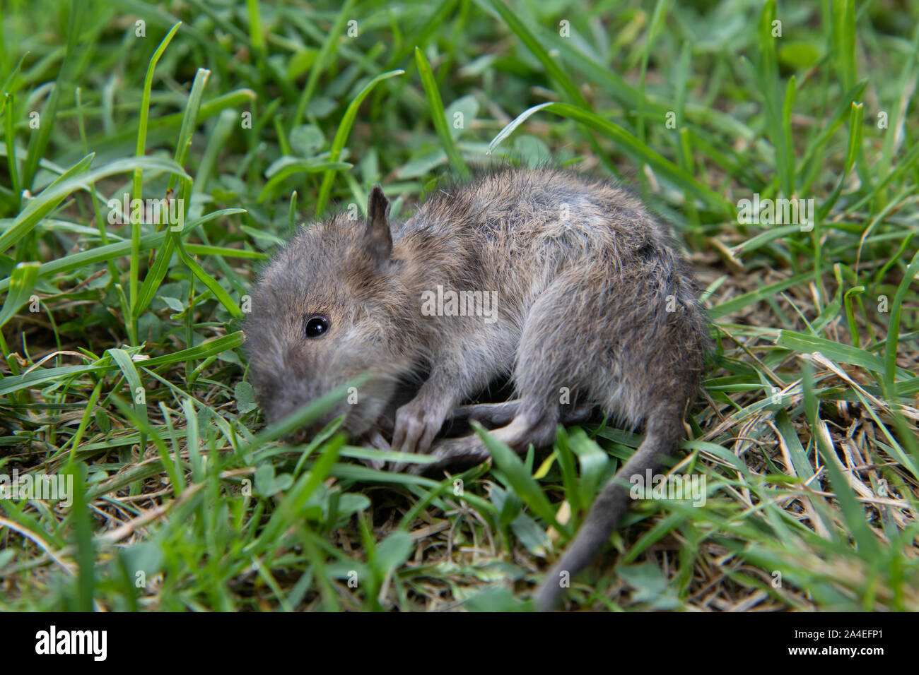 Une souris sur un pré. Petit rongeur gisant mort dans l'herbe verte. Banque D'Images