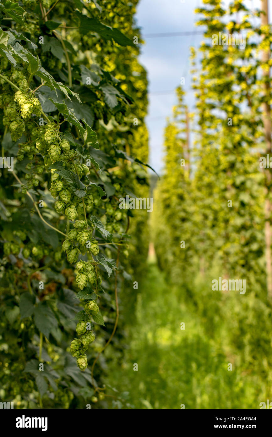 L'intérieur de l'Allée Verte grand champ de houblon. Champ de houblon avant la récolte, en République tchèque. Banque D'Images