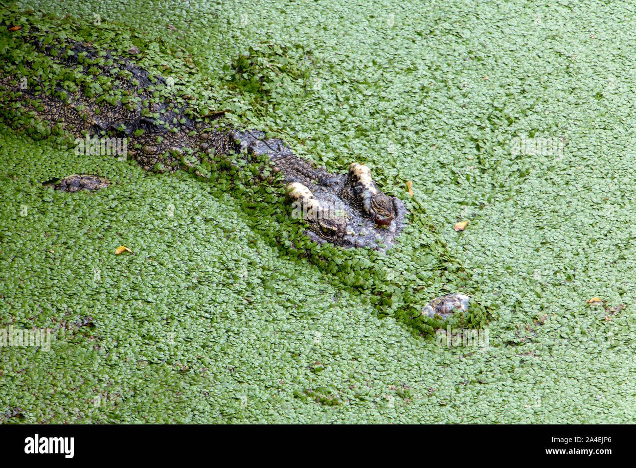 Crocodile effrayant nage dans les marais vert. Crocodile flottant en surface de l'eau couvert de feuilles vertes dans les marais. Banque D'Images