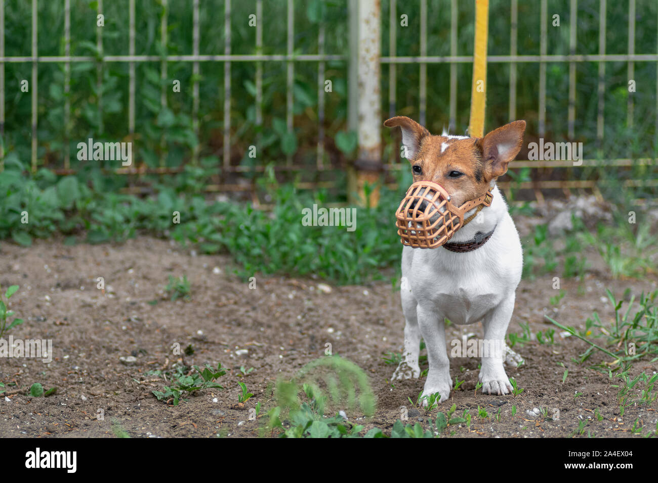 Aggressive Dog Muzzle Photos Aggressive Dog Muzzle Images