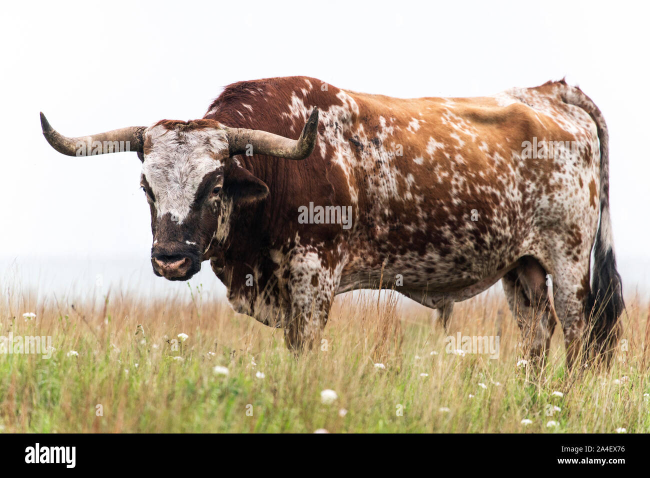 Taureau texan Longhorn au Wichita Mountains National Wildlife Refuge près de Lawton, Oklahoma Banque D'Images