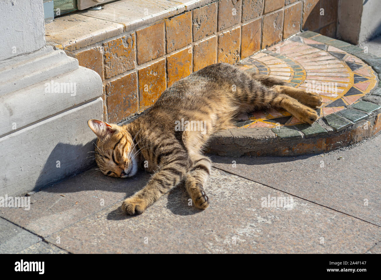 Un chat tabby à dormir sur un sol carrelé salons porte de pierre à l'extérieur d'une boutique à Istanbul, Turquie. Banque D'Images