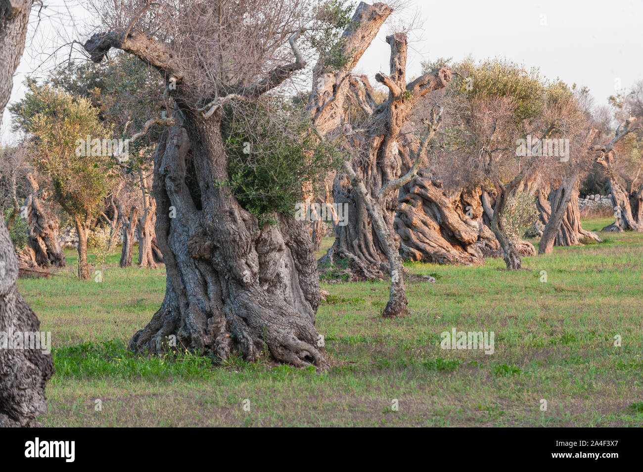 Siècles vieil olivier touchés par la maladie de Xylella fastidiosa agriculteurs ; couper les branches pour réduire l'exposition et pour essayer de sauver l'usine Banque D'Images