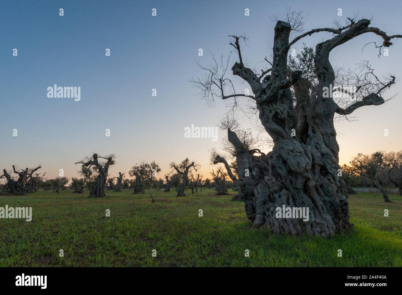 Siècles vieil olivier touchés par la maladie de Xylella fastidiosa agriculteurs ; couper les branches pour réduire l'exposition et pour essayer de sauver l'usine Banque D'Images