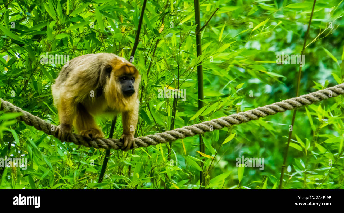 Libre d'un singe hurleur or marcher sur une corde, une espèce de primates tropicaux d'Amérique Banque D'Images