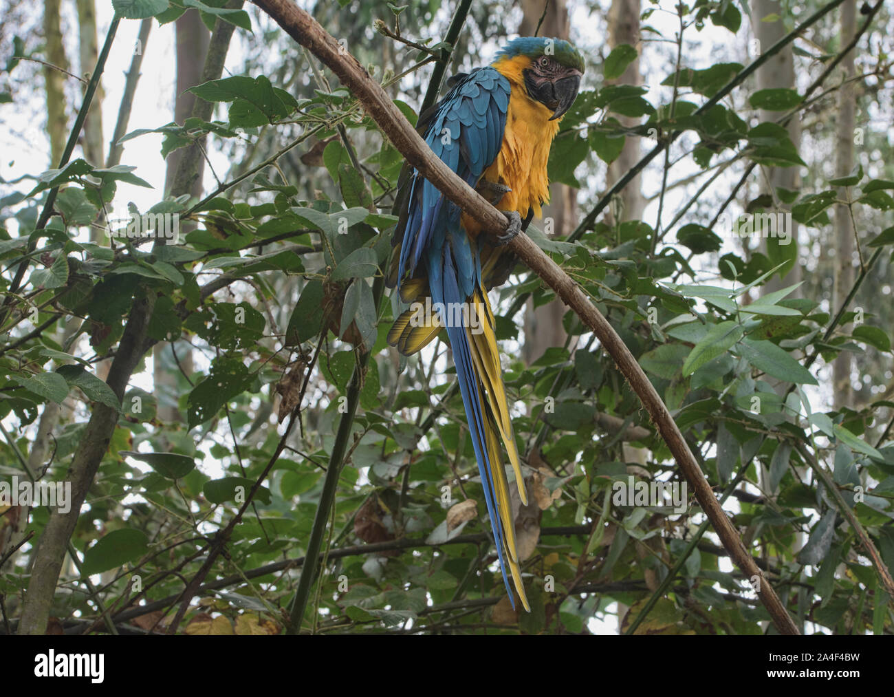 Ara bleu et jaune (Ara ararauna), l'Équateur Banque D'Images