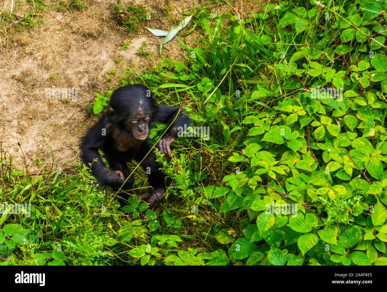 Bébé bonobo s'appuyant sur une partie des plantes, les droits de l'ape, chimpanzé pygmée enfant, endangered primate espèce d'Afrique Banque D'Images
