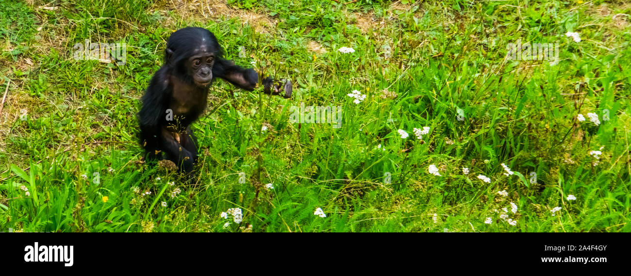 Bébé bonobo marcher dans l'herbe, te bébé chimpanzé pygmée, les droits de l'ape, endangered primate espèce d'Afrique Banque D'Images