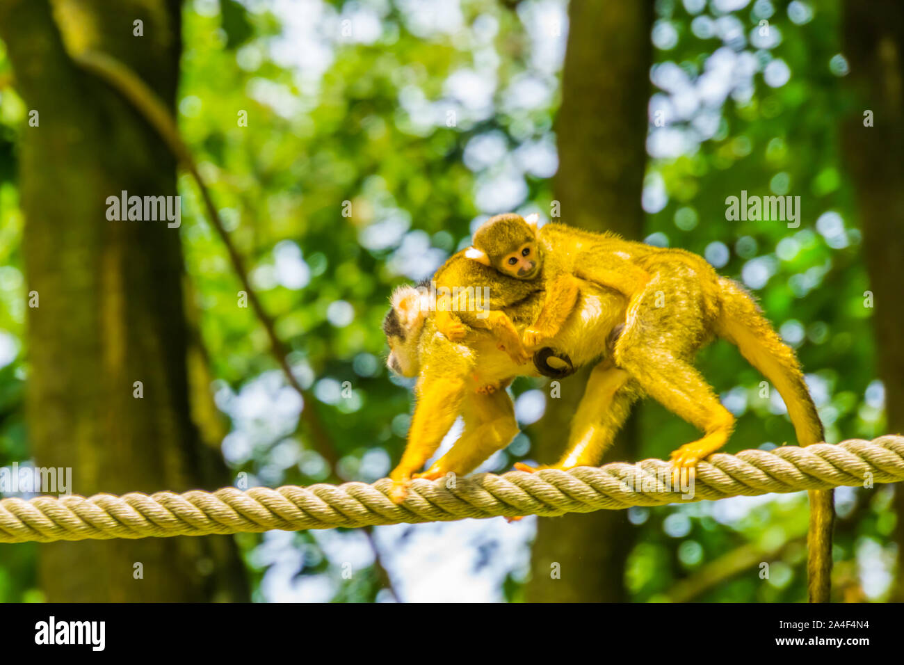 Singe-écureuil commun marcher sur une corde avec un bébé sur son dos, petite espèce de primates du bassin amazonien d'Amérique Banque D'Images