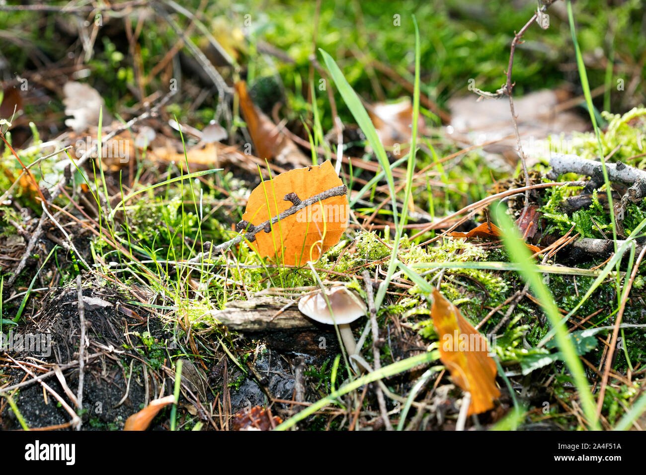 Les champignons sauvages sur nature macro fond cinquante mégapixels imprime Banque D'Images