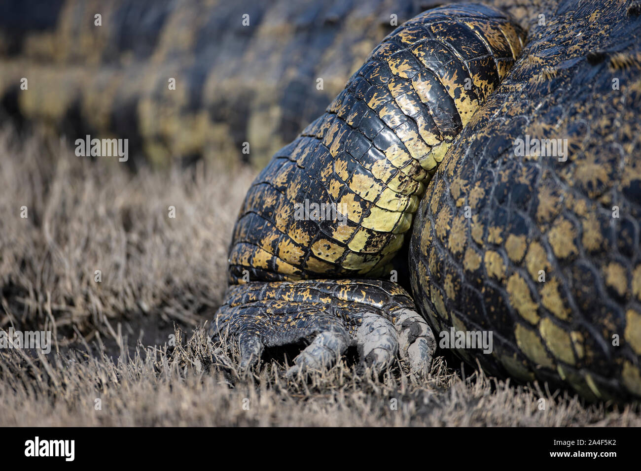 Le pied avant et les griffes d'un grand crocodile du Nil Crocodylus