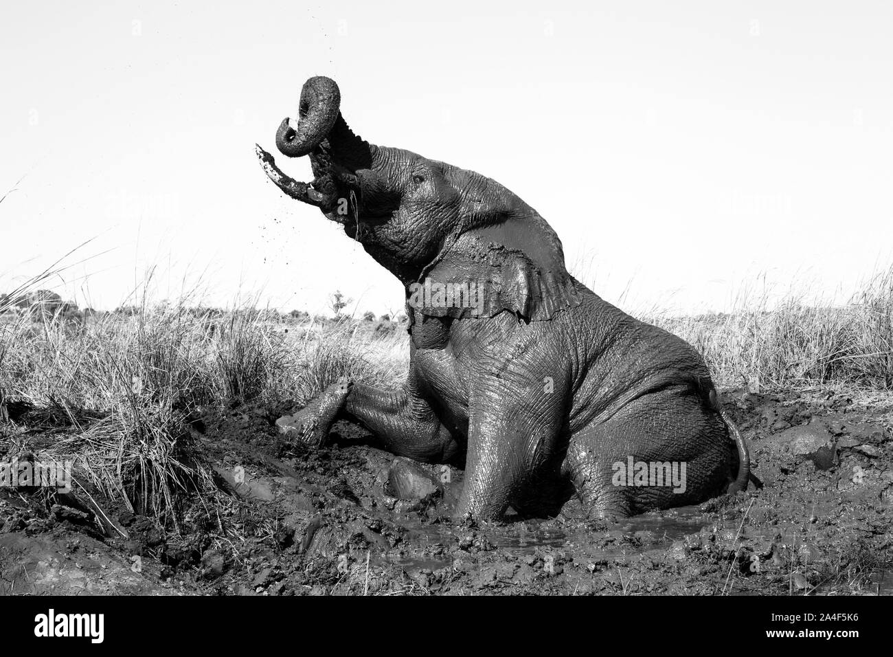 Image en noir et blanc d'un éléphant d'Afrique Loxodonta africana adultes prenant un bain de boue sur les rives de la rivière Chobe au Botswana Banque D'Images