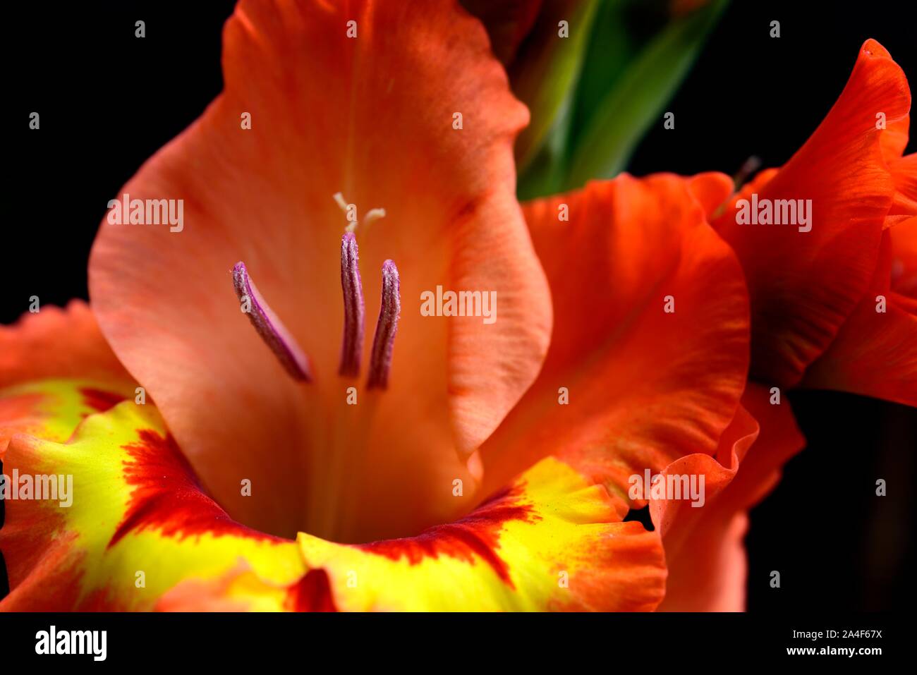 Glaïeuls papillon,fleur orange Banque D'Images