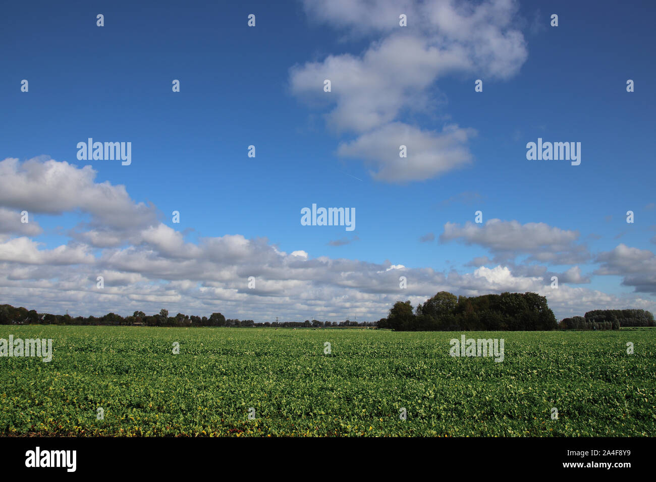 Paysage hollandais Banque D'Images
