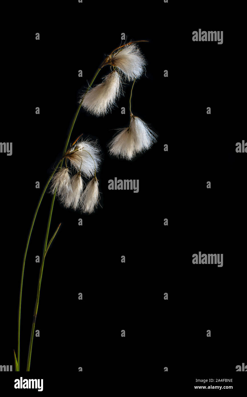 Photo verticale avec des fleurs blanches sur fond noir. Le minimalisme concept, concept saddness. Avec beaucoup d'espace pour le texte. Pour les cartes,... Banque D'Images